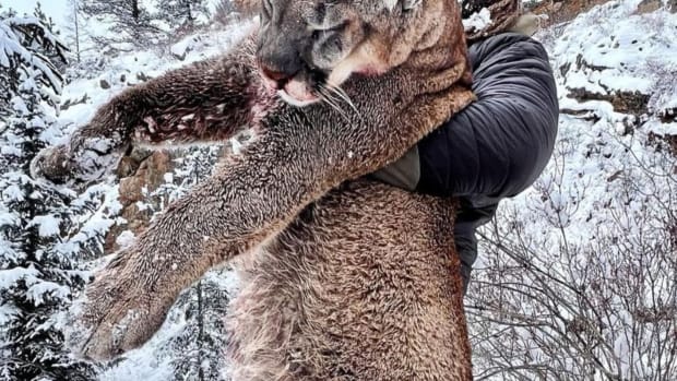 NFL player hunted mountain lion.